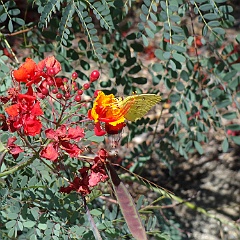 phoebis sennae - cloudless sulphur phoebis sennae